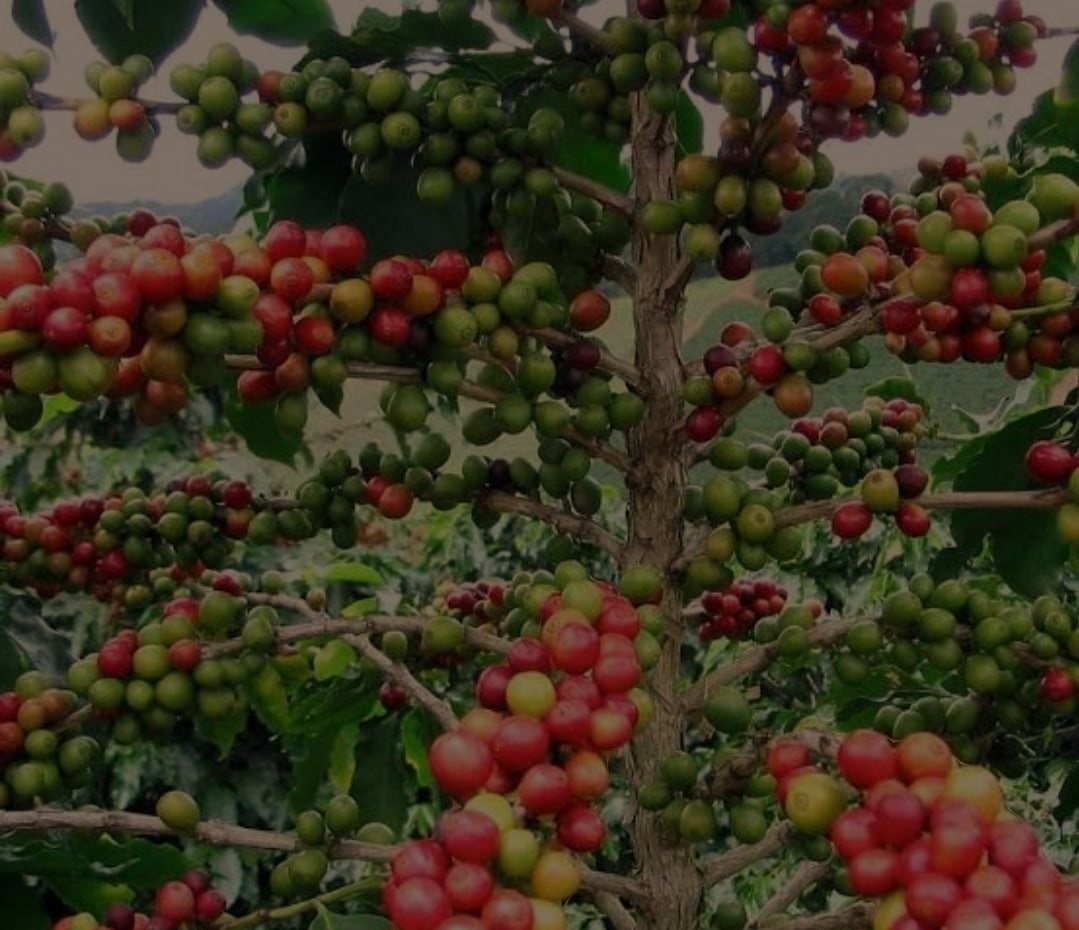 Uganda Coffee Farm